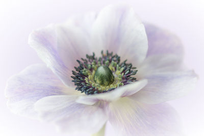 Close-up of white flower blooming against white background