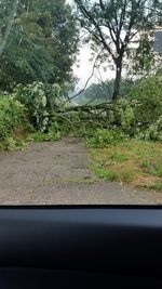 Road passing through forest