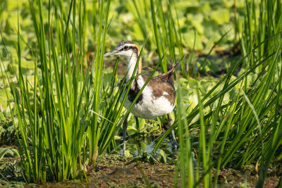 Bird in a field