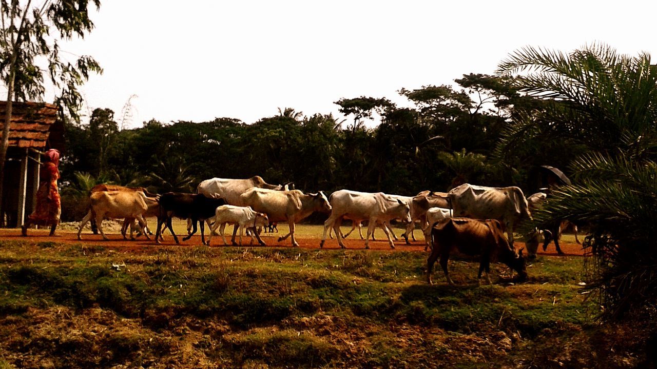 animal themes, livestock, tree, horse, mammal, domestic animals, field, medium group of animals, herbivorous, grazing, grass, clear sky, landscape, cow, nature, herd, sky, standing, day