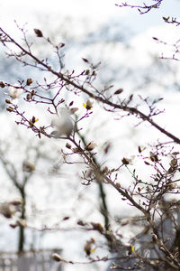 Low angle view of cherry blossoms in spring