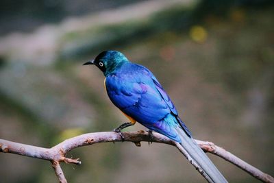 Close-up of bird perching on branch