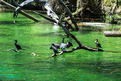 View of birds in lake