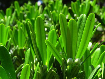 Close-up of fresh green plant