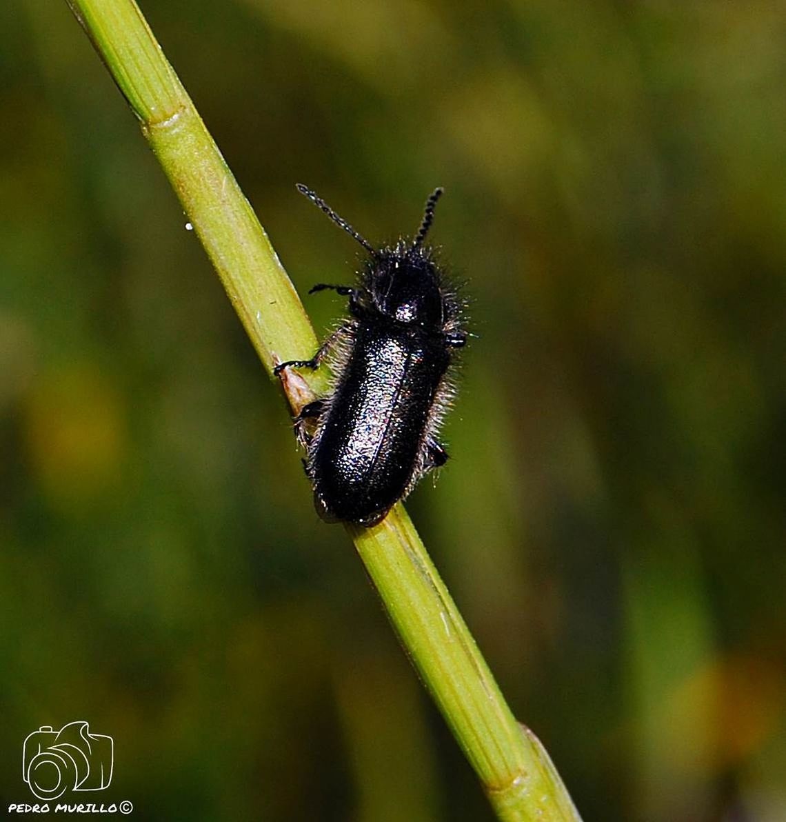 insect, one animal, animal themes, animals in the wild, focus on foreground, animal wildlife, nature, close-up, no people, green color, plant, day, outdoors, growth, beauty in nature