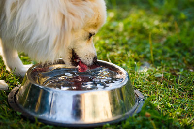 Close-up of horse drinking water on field