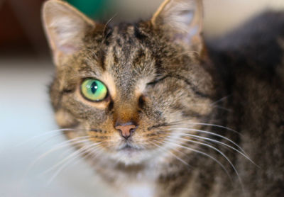 Close-up portrait of cat