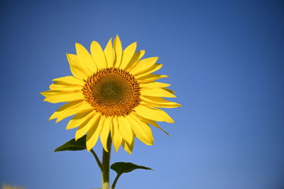 Low angle view of sunflower against clear blue sky