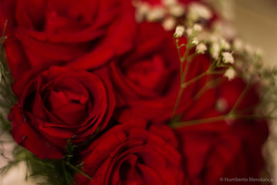 Close-up of red rose