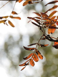 Close-up of leaves on tree during winter