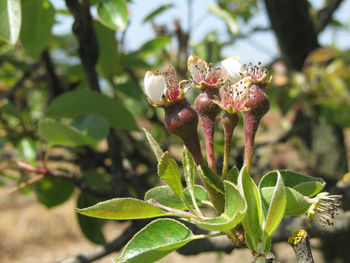 Close-up of flowering plant