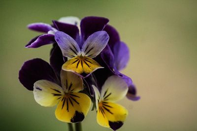 Close-up of yellow flowers blooming outdoors