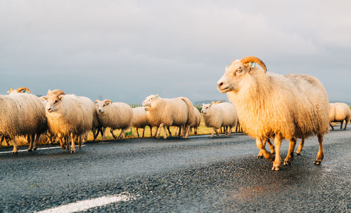 Sheep grazing on the road