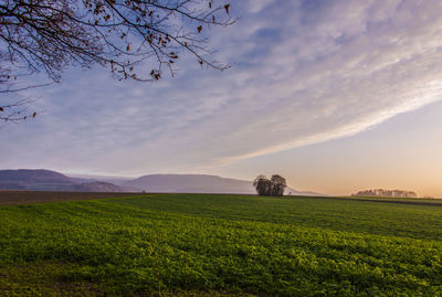 Scenic view of agricultural field against sky during sunset