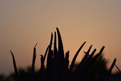 Low angle view of silhouette plants against sky during sunset