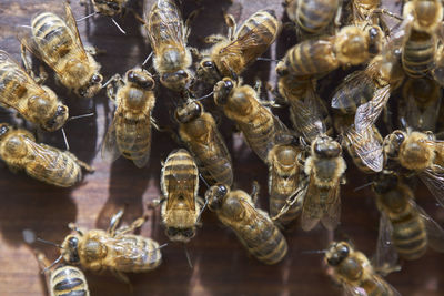 Close-up of honey bees on wood