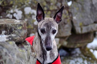 Close-up of whippet by rock formations