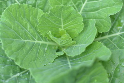High angle view of green leaf on plant