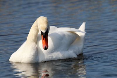 Close up of a swan looking at its own image in the blank water.