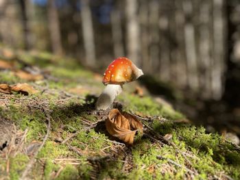mushroom