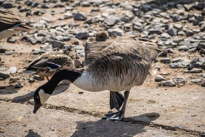 Side view of a bird on field