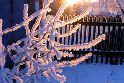 Close-up of frozen plants against snow covered trees