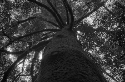 Low angle view of trees