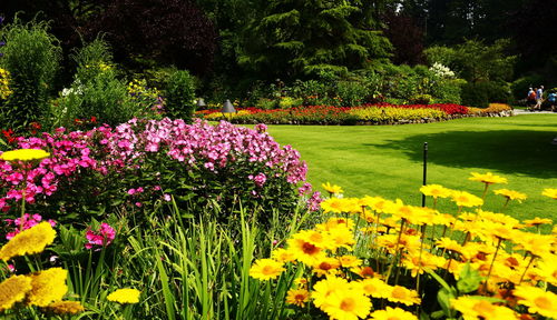 Flowers blooming in park