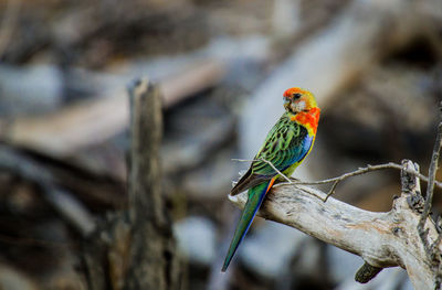 Eastern rosella perching on dead plant