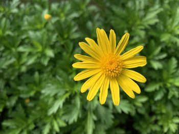 Close-up of yellow flower in field