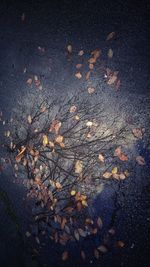 Close-up of fallen maple leaves