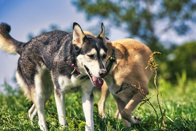 Dog park sogs