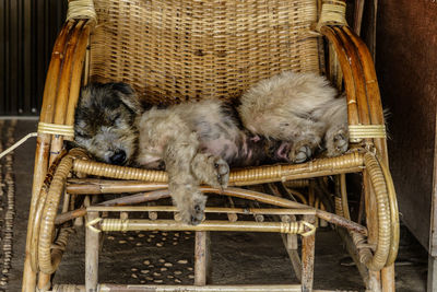 Close-up of animal sleeping in basket