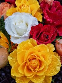 Close-up of yellow rose blooming outdoors