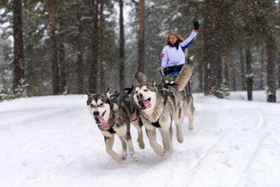 View of dog running on snow covered landscape