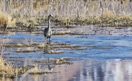 Gray heron at lakeshore