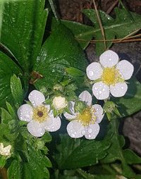 Close-up of raindrops on plant