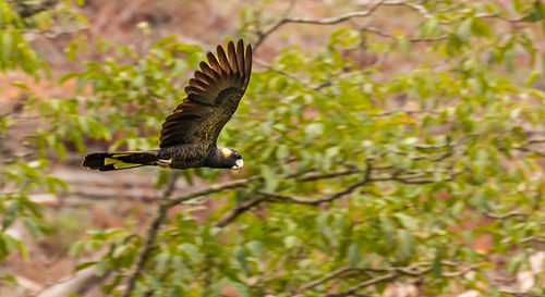 Bird flying over a tree