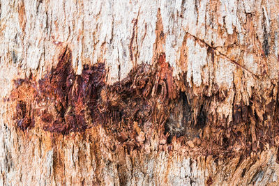 Full frame shot of tree trunk