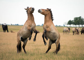 Horses playing on field against clear sky