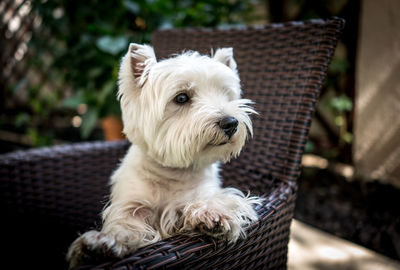 Close-up of dog looking away while sitting on chair