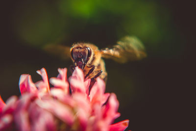 Close-up of insect on pink flower