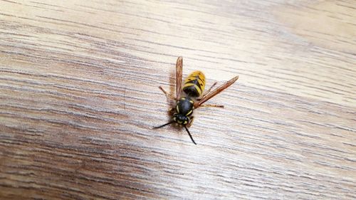 Close-up of insect on wood