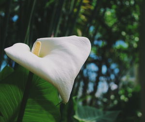 Close-up of white flower against blurred background