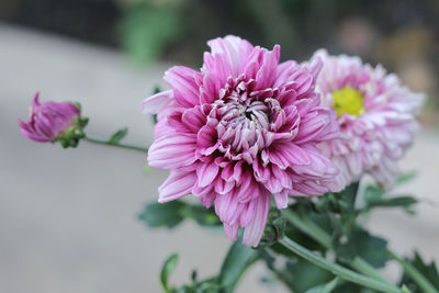 Close-up of pink flower