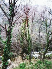 Bare trees in forest