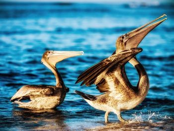 Duck in a lake