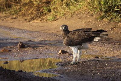 Bird perching on a land