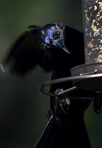 Close-up of bird perching on feeder