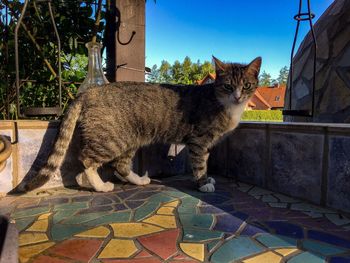 Portrait of cat sitting against plants